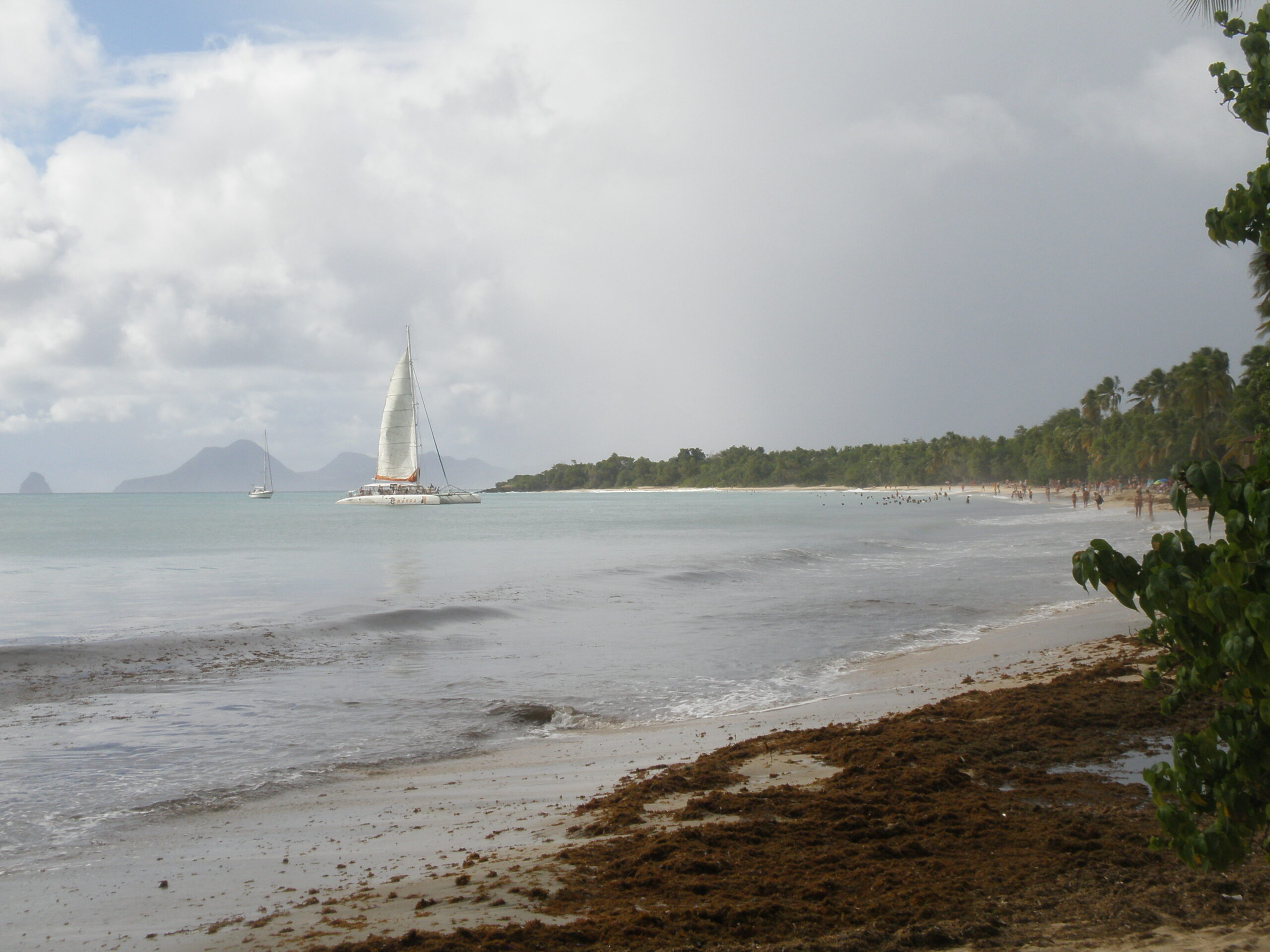Grande Anse des Salines, Sainte-Anne, Martinique - cocotiers et eaux turquoise