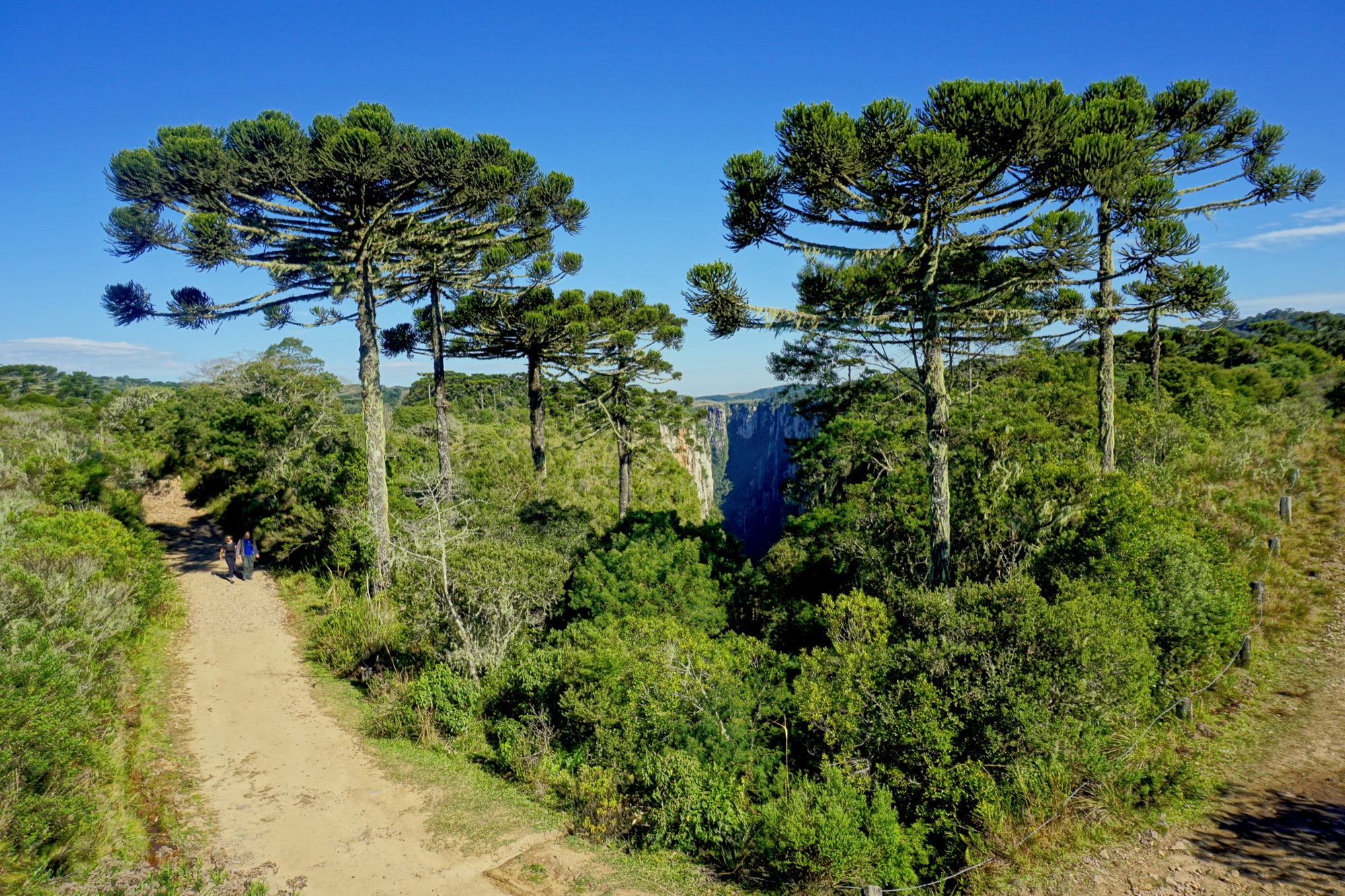 Les parois du canyon d'Itaimbezinho, dans le Parque Nacional de Aparados da Serra, Rio Grande do Sul
