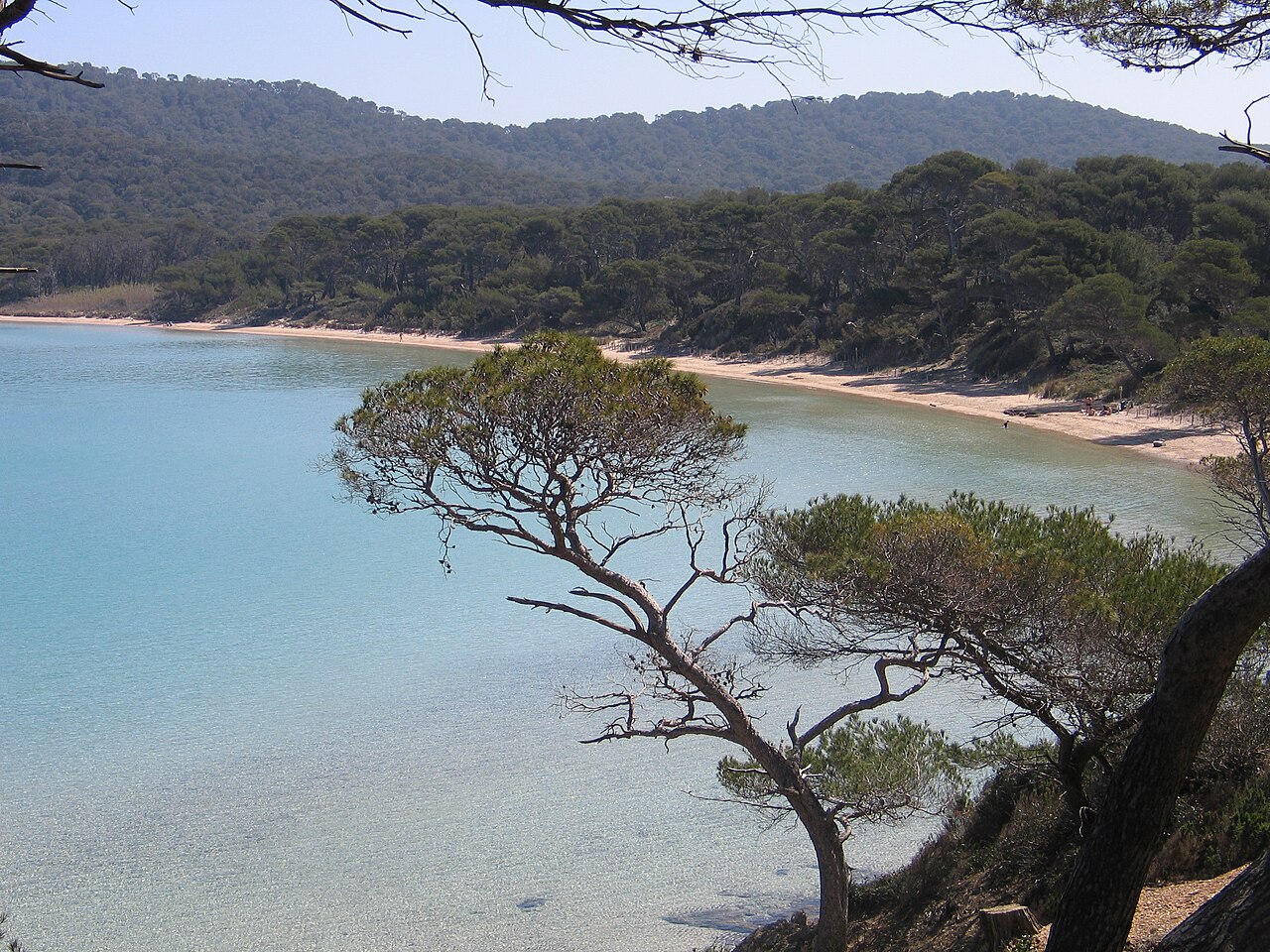 La plage Notre-Dame de Porquerolles, son sable clair et ses pins, dans le Var